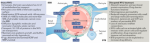 A Path Forward for Overcoming the Blood–Brain and Blood–Tumor Barriers A Path Forward for Overcoming the Blood–Brain and Blood–Tumor Barriers