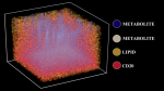 Researchers Develop Method to Create 3D ‘Map’ of Tissue Structure and Function Researchers Develop Method to Create 3D ‘Map’ of Tissue Structure and Function