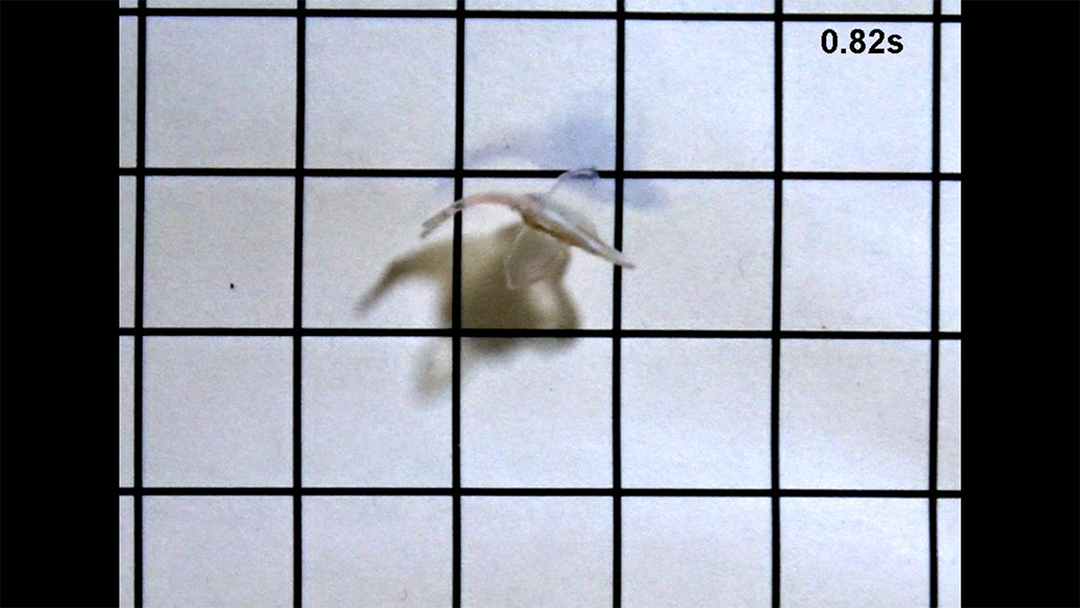 Biohybrid fish "swims" on a grid of black and white.