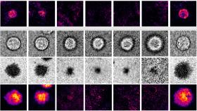 CD40 and CD40L interactions thumbnail image