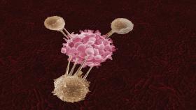 Three T-cells attack a cancer cell in this artist's depiction.

Source: Getty Images / rights not transferable / not a press handout