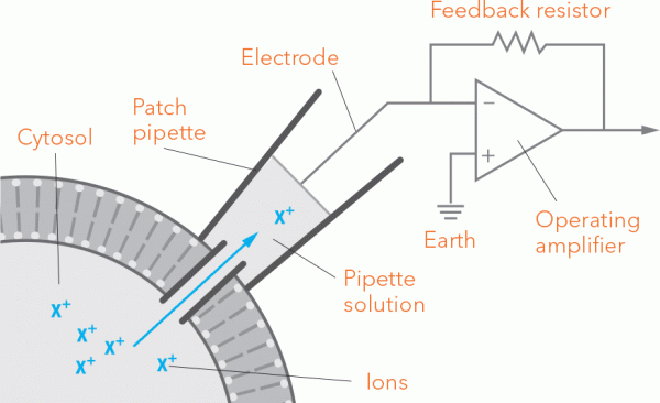 The patch clamp technique allows for electrical measurements of a single neuron. A tiny glass pipette, its opening only one micron wide, is sealed to the outside of the cell membrane. As ions flow across the gradient through the channels, an electrode reads the current. Graphic: Georgia Tech / Erica Endicott.