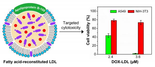 LDL particles show great promise as nanocarriers
