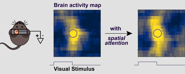  After receiving visual stimulus, the mouse brain is amped up by attention.

 