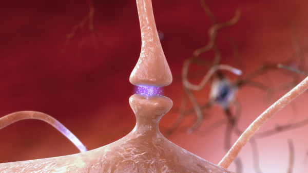 When a neuron fires a spike to a neighboring neuron, it releases chemical messengers that influence the charge balance of the receiving neuron. Credit: National Institute on Aging/National Institutes of Health