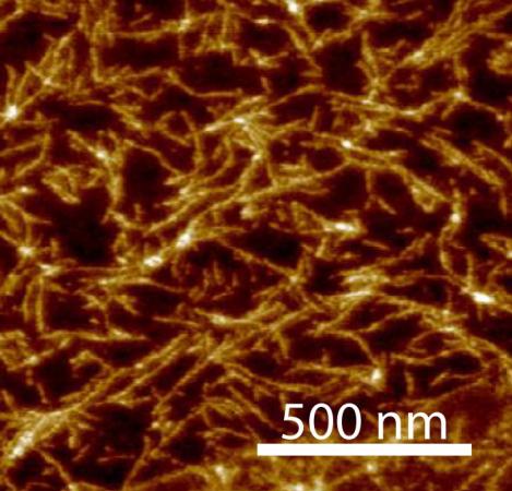 Atomic force microscopy image of structures formed by the the self-assembly of TAP-ribose nucleoside with cyanuric acid. Credit: Nicholas Hud.