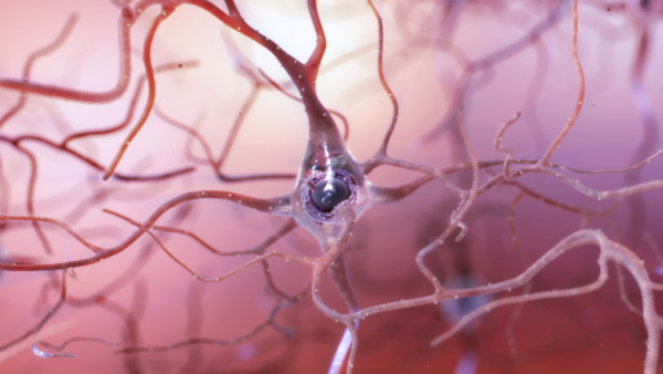 Illustration of a healthy neuron in the brain. Credit: the National Institute on Aging/National Institutes of Health