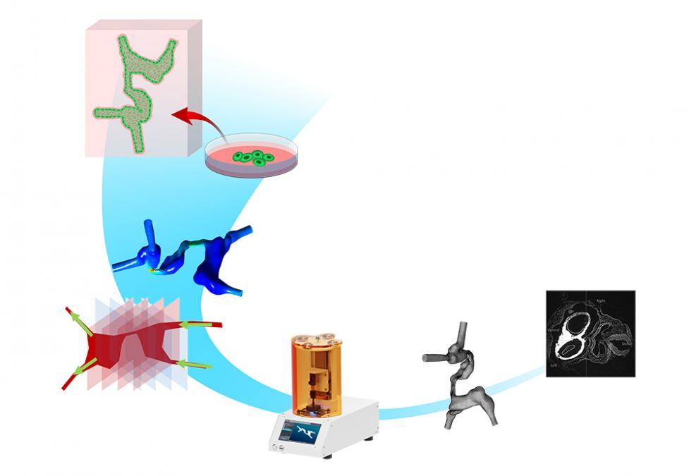A diagram of the workflow in Vahid Serpooshan's National Science Foundation Early Career Development award study. The team starts with processing medical imaging data of patients to create 3D digital models of the developing human heart. These models are then bioprinted, seeded with cells, and analyzed using a variety of biomechanical and cellular assays to study the role of the tissue microenvironment in normal and abnormal processes of heart development. (Illustration Courtesy: Vahid Serpooshan)