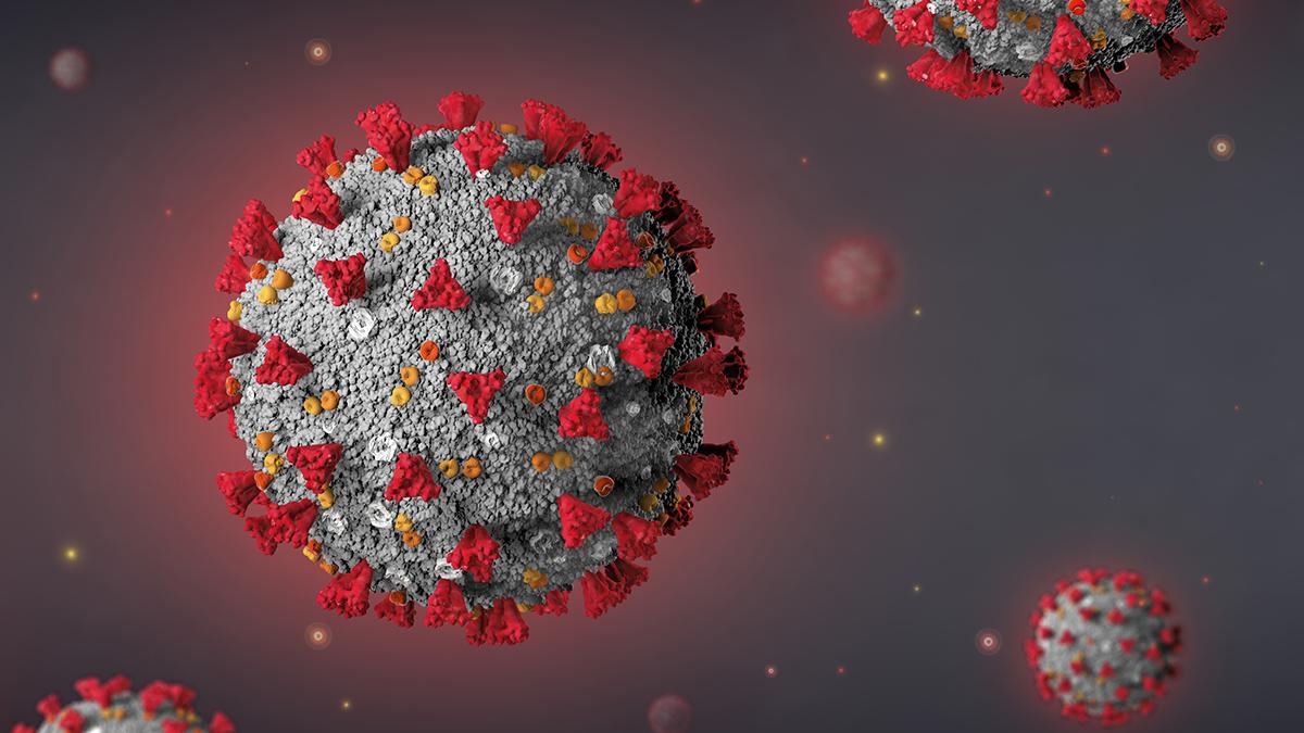 The now-familiar SARS-CoV-2 virus, with the spike protein on the outside that allows the virus to infect host cells. New research is presenting evidence that recovery from a Covid-19 infection depends not just on antibodies targeting the spike protein and other surface proteins but also on antibodies that target the virus’s internal proteins. (Image: iStock)