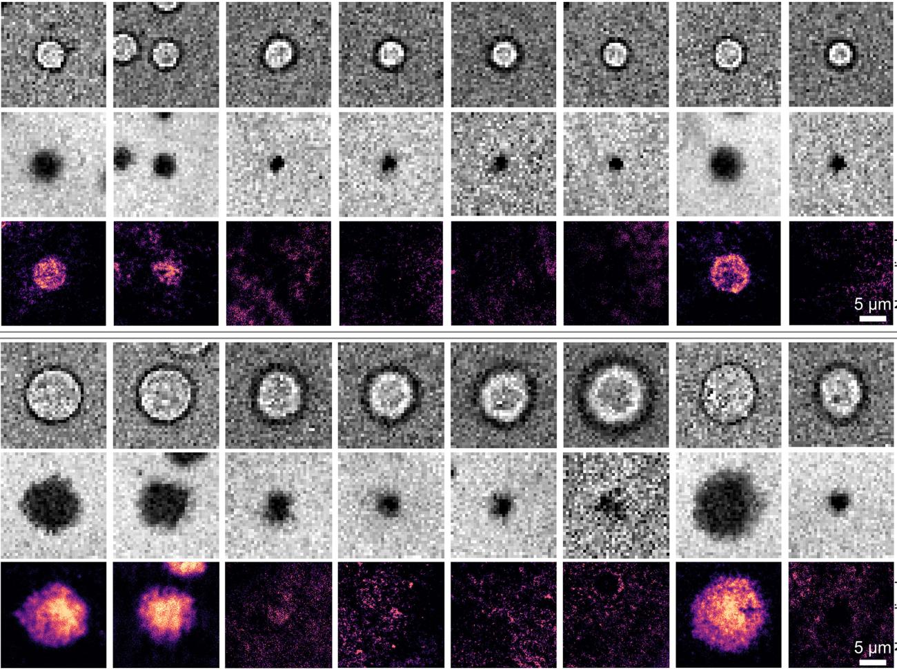 CD40 and CD40L interactions