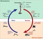 A New Term in Biophysics: force/time = “yank” A New Term in Biophysics: force/time = “yank”