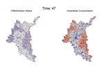 How Communication Among Cells Affects Development of Multicellular Tissue How Communication Among Cells Affects Development of Multicellular Tissue