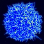 'Demolition Handshakes' Kill Precursor T Cells that Pose Autoimmune Dangers 'Demolition Handshakes' Kill Precursor T Cells that Pose Autoimmune Dangers