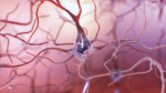 Neurons Get the Beat and Keep It Going in Drumrolls Neurons Get the Beat and Keep It Going in Drumrolls