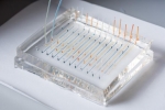 DNA “Barcoding” Allows Rapid Testing of Nanoparticles for Therapeutic Delivery DNA “Barcoding” Allows Rapid Testing of Nanoparticles for Therapeutic Delivery