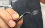 Integrated Sensor Could Monitor Brain Aneurysm Treatment Integrated Sensor Could Monitor Brain Aneurysm Treatment
