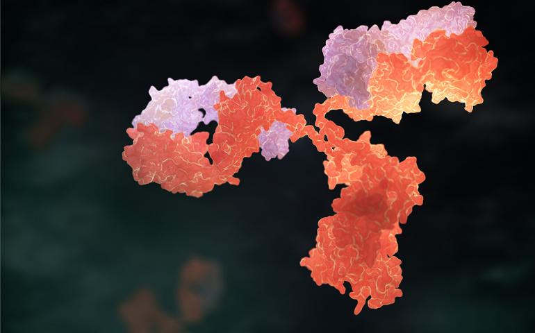 Illustration of an immunoglobulin protein.