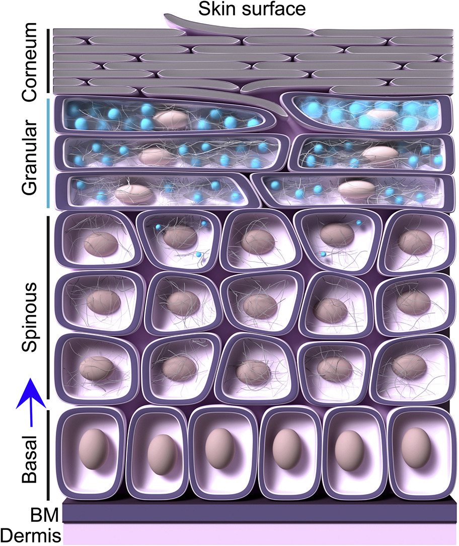 The outward movement of skin cells