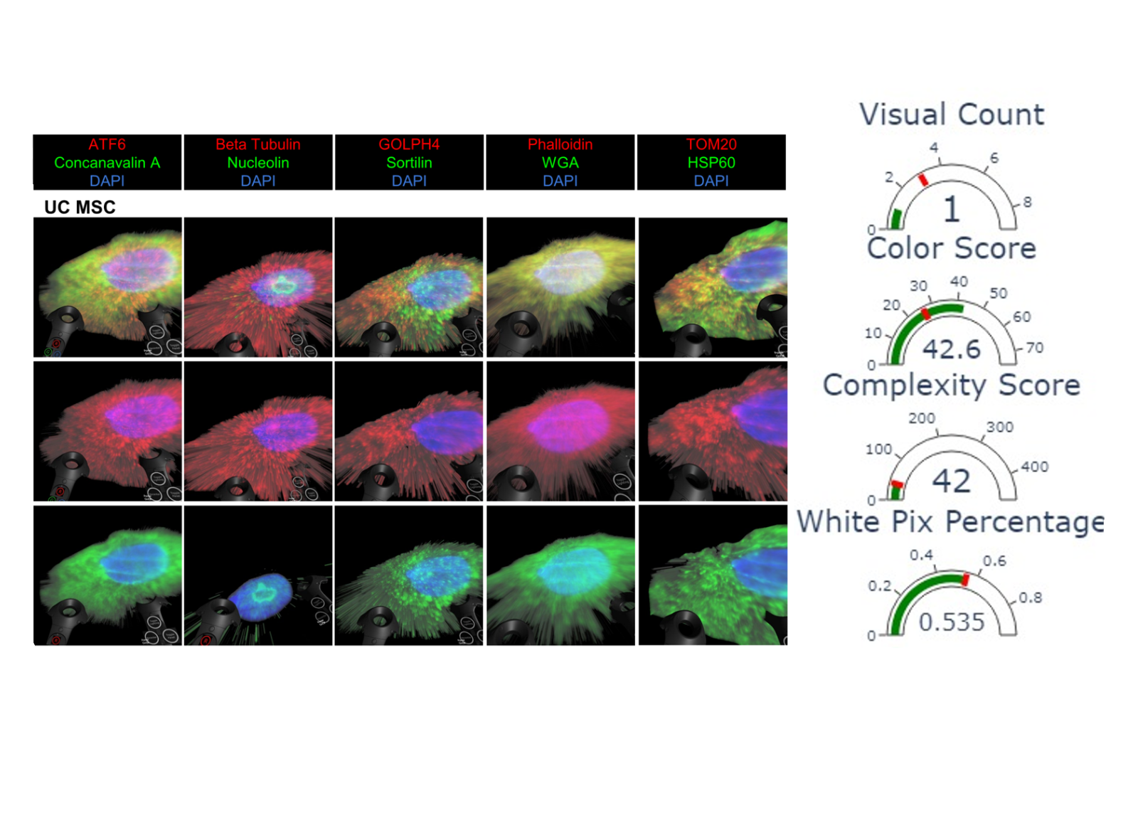 A repeat of the same UC MSC fluorescent microscopy grid shown in Image 1, with five columns of stain combinations and three rows of single‑cell images. To the right of the grid, three gauge‑style dials display numerical metrics: a color score of 42.6, a complexity score of 42, and a white pixel percentage of 0.535. Each gauge includes a semicircular scale with indicator needles.