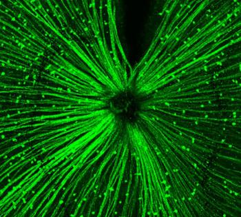 The expression pattern of the photoreceptor protein OPN5 in a mouse retina. The protein is sensitive to violet light and, as reported in a new study from a group of international researchers, plays an important role in the ability of violet light to stop the progression of myopia. This violet light effect has been previously reported, but now researchers are beginning to understand how it works. The prevalence of myopia has been growing worldwide, and it is especially common in Asian countries.