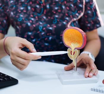 Photo of doctor using a plastic model of a prostate to show the anatomy of the prostate.