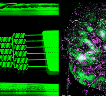Ankur research slide