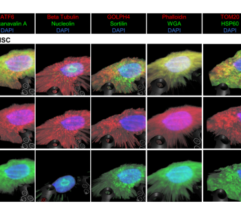 A grid of fluorescent microscopy images of UC MSC cells arranged in three rows and five columns. Each column corresponds to a different staining combination: ATF6 with Concanavalin A and DAPI; Beta Tubulin with Nucleolin and DAPI; GOLPH4 with Sortilin and DAPI; Phalloidin with WGA and DAPI; and TOM20 with HSP60 and DAPI. Each image shows a single cell with a brightly colored nucleus and surrounding cytoskeletal or organelle‑specific staining. Colors vary by marker set, including green, red, blue, and yellow