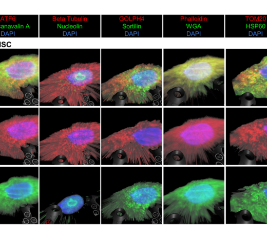 A grid of fluorescent microscopy images of UC MSC cells arranged in three rows and five columns. Each column corresponds to a different staining combination: ATF6 with Concanavalin A and DAPI; Beta Tubulin with Nucleolin and DAPI; GOLPH4 with Sortilin and DAPI; Phalloidin with WGA and DAPI; and TOM20 with HSP60 and DAPI. Each image shows a single cell with a brightly colored nucleus and surrounding cytoskeletal or organelle‑specific staining. Colors vary by marker set, including green, red, blue, and yellow