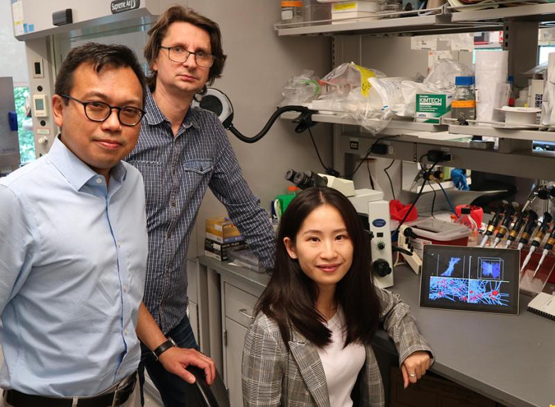 From left, researchers Wilbur Lam, Alexander Alexeev, and Yueyi Sun hope their findings open medical options for people with clotting issues. (Photo: Reginald Tran)