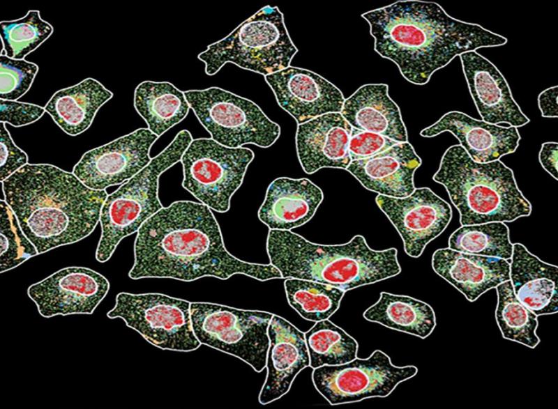 Cell signaling in action.