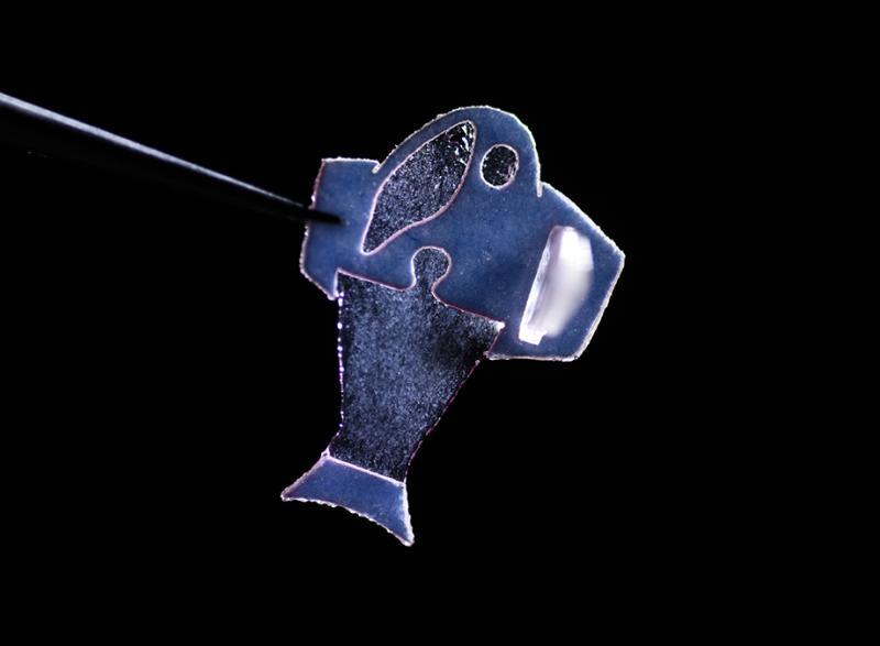 This artificial “biohybrid” fish is made with commercially available human heart cells and swims by recreating the muscle contractions of a pumping heart. Published in Science, the system brings engineers closer to complex artificial pumps that could grow with young patients. It also provides a new platform for studying heart rhythm problems. (Photo: Michael Rosnach, Keel Yong Lee, Sung-Jin Park, Kevin Kit Parker)