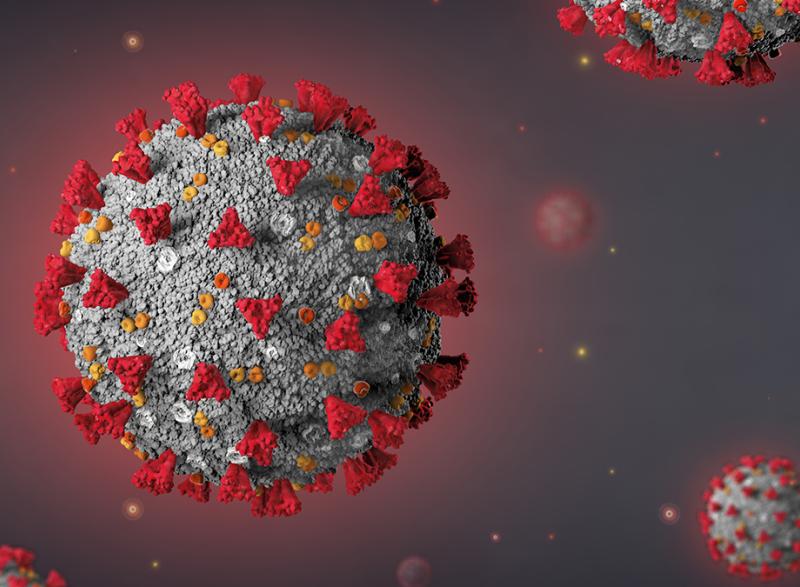 The now-familiar SARS-CoV-2 virus, with the spike protein on the outside that allows the virus to infect host cells. New research is presenting evidence that recovery from a Covid-19 infection depends not just on antibodies targeting the spike protein and other surface proteins but also on antibodies that target the virus’s internal proteins. (Image: iStock)