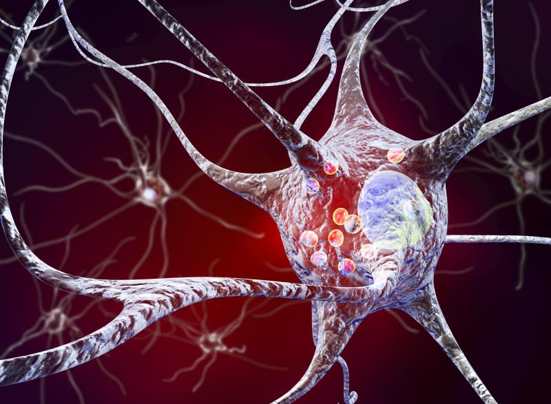 Neurons