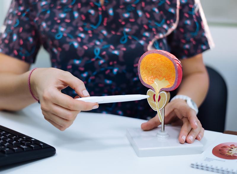 Photo of doctor using a plastic model of a prostate to show the anatomy of the prostate.