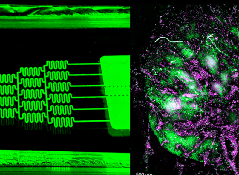 Ankur research slide