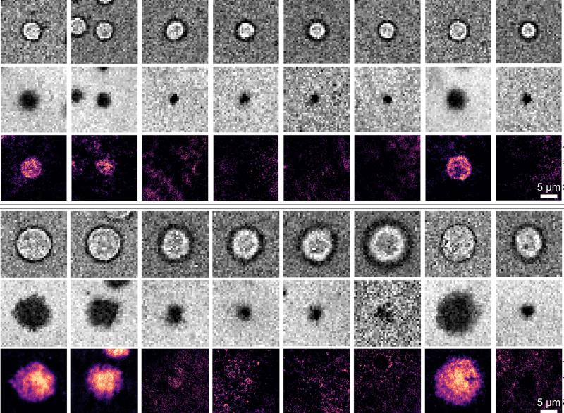 CD40 and CD40L interactions