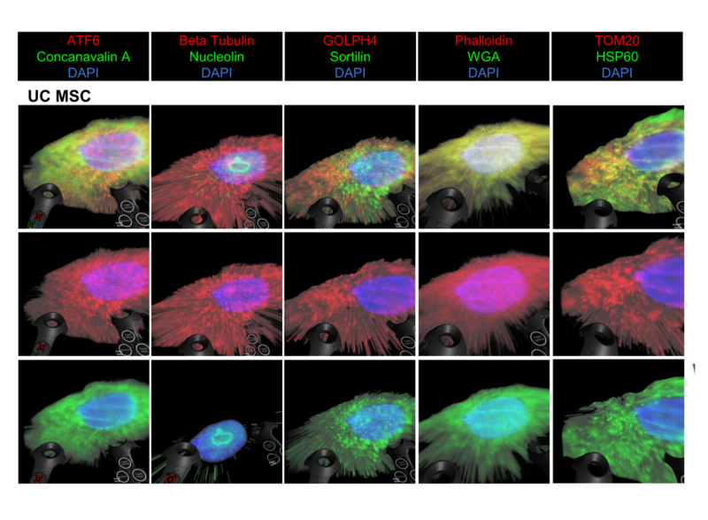 A grid of fluorescent microscopy images of UC MSC cells arranged in three rows and five columns. Each column corresponds to a different staining combination: ATF6 with Concanavalin A and DAPI; Beta Tubulin with Nucleolin and DAPI; GOLPH4 with Sortilin and DAPI; Phalloidin with WGA and DAPI; and TOM20 with HSP60 and DAPI. Each image shows a single cell with a brightly colored nucleus and surrounding cytoskeletal or organelle‑specific staining. Colors vary by marker set, including green, red, blue, and yellow