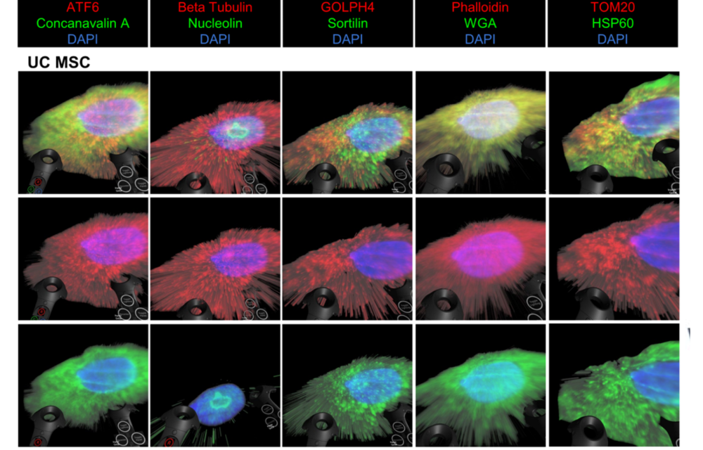 A grid of fluorescent microscopy images of UC MSC cells arranged in three rows and five columns. Each column corresponds to a different staining combination: ATF6 with Concanavalin A and DAPI; Beta Tubulin with Nucleolin and DAPI; GOLPH4 with Sortilin and DAPI; Phalloidin with WGA and DAPI; and TOM20 with HSP60 and DAPI. Each image shows a single cell with a brightly colored nucleus and surrounding cytoskeletal or organelle‑specific staining. Colors vary by marker set, including green, red, blue, and yellow